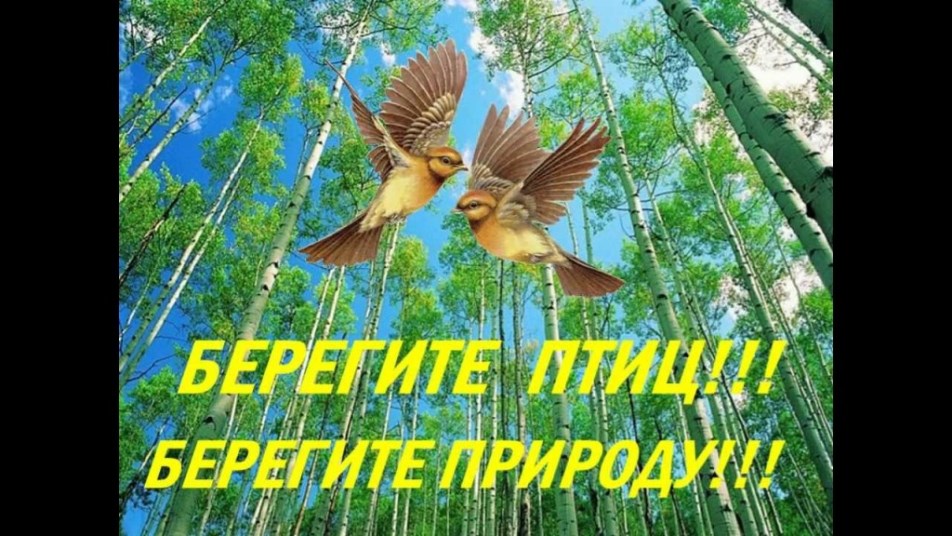 День птиц «Встречай с любовью стаи птичьи»