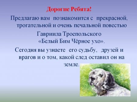 "У каждой собаки своя судьба"